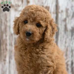Krista, Mini Labradoodle Puppy